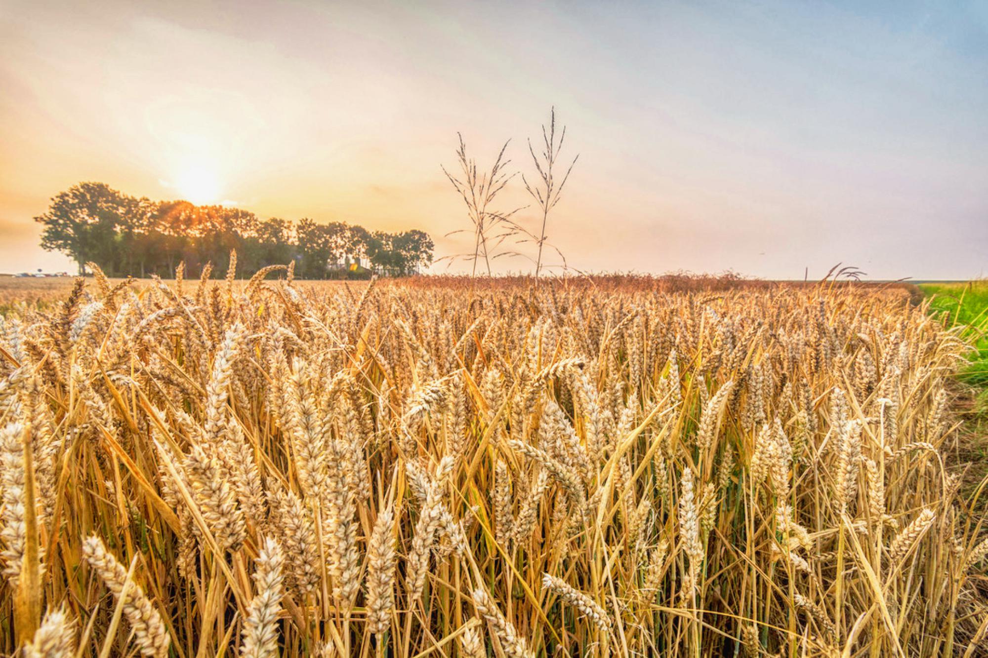 Car Puzzle Route "Grain Republic" in the Oldambt