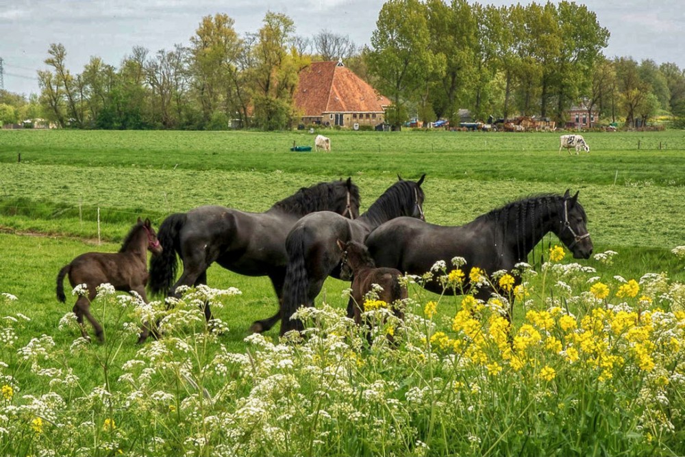 Select your route in Friesland